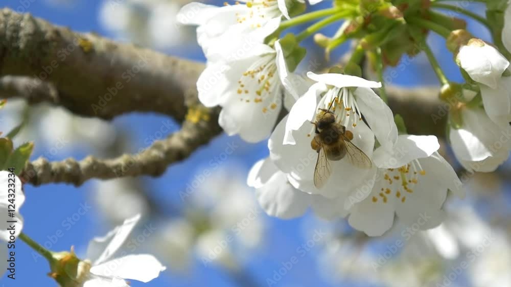 Slow motion bees flying collecting pollen from flowers cherry tree blossom pollinating fruit trees making honey close up honeycomb bee working on sunny day and warm weather with blue sky Slow motion bees flying collecting pollen from flowers cherry tree blossom pollinating fruit trees making honey close up honeycomb bee working on sunny day and warm weather with blue sky