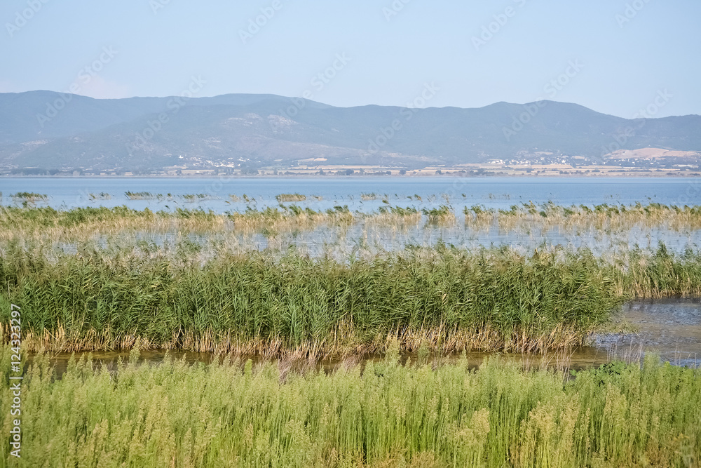 Lake and dense reed