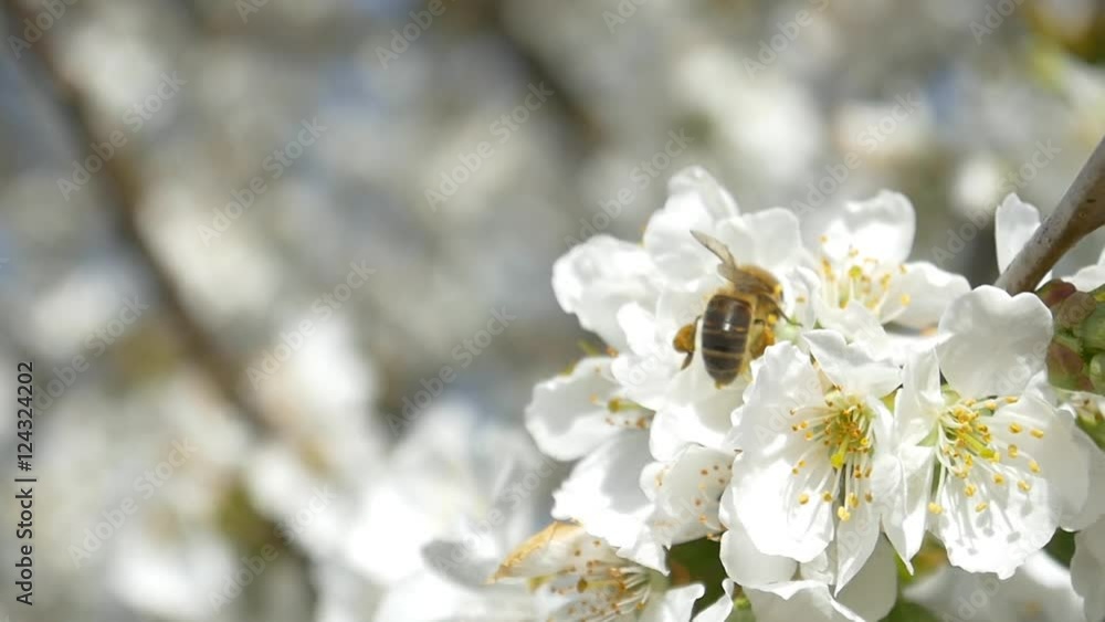 Slow motion bees flying collecting pollen from flowers cherry tree blossom pollinating fruit trees making honey close up honeycomb bee working on sunny day and warm weather with blue sky Slow motion bees flying collecting pollen from flowers cherry tree blossom pollinating fruit trees making honey close up honeycomb bee working on sunny day and warm weather with blue sky