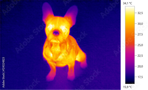  thermal image photo, french bulldog, color scale