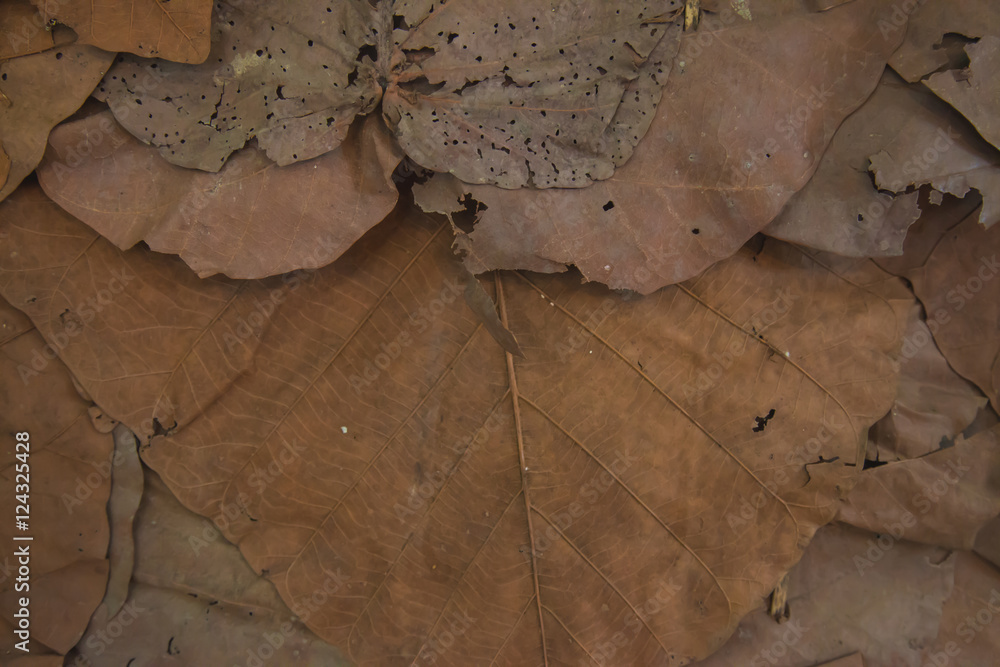 Fototapeta premium Dry leaf close up pattern background; brown natural detail.