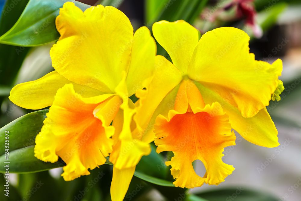Yellow cattleya flowers bloom in garden with large petals bloom as a maid to dress bat and lips ripe spring Yellow cattleya flowers bloom in garden with large petals bloom as a maid to dress bat and lips ripe spring