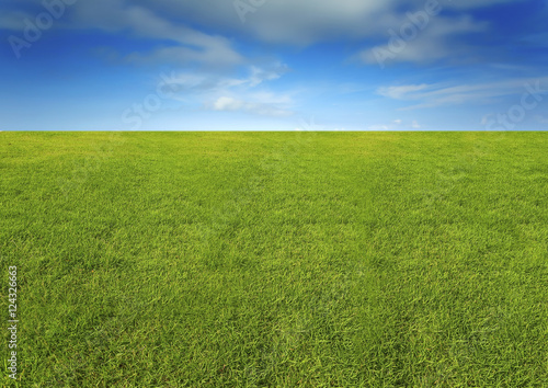 Fototapeta Naklejka Na Ścianę i Meble -  nature image of lush grass field under blue sky for background and copy space