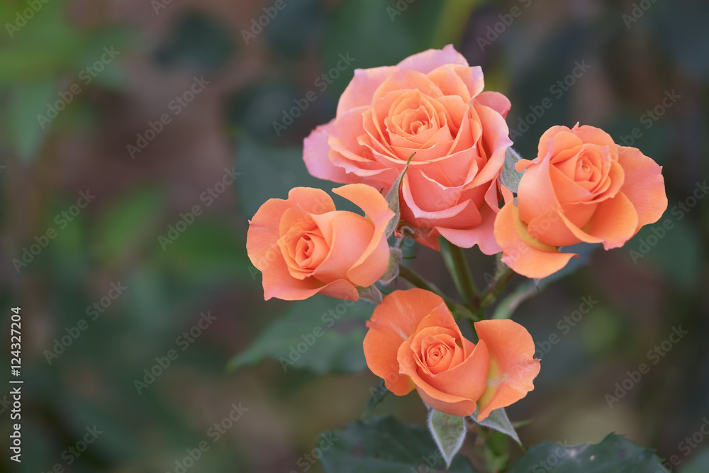 Roses blooming in garden with soft blossom petals. This is the symbolic flower of love Roses blooming in garden with soft blossom petals. This is the symbolic flower of love