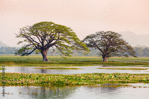Trees by the lake and swamp, Tissamaharama, Sri Lanka photo