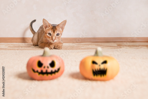 Abyssinian cat hunts for two Halloween pumpkins © watman