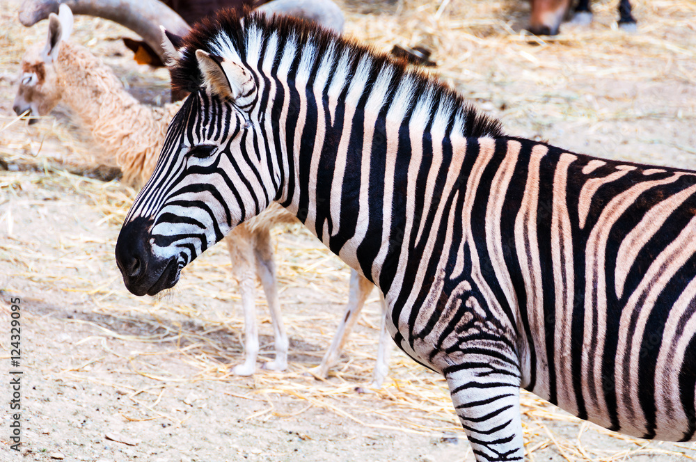 Zebra in Safari Park in Costa Blanca, Spain Zebra in Safari Park in Costa Blanca, Spain