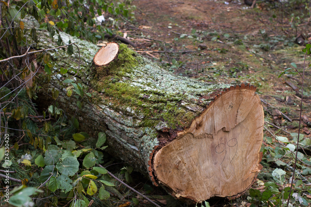 Total deforestation, cutting forest, felling, roundwood, trunks. Oxygen reduction, climate change Total deforestation, cutting forest, felling, roundwood, trunks. Oxygen reduction, climate change