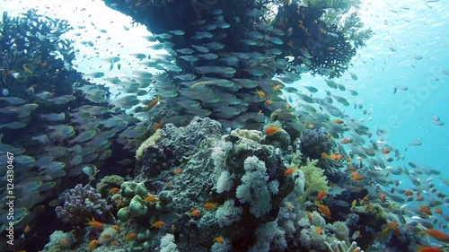 School of Glassfish Parapriacanthus ransonneti inside the wreck of the SS Carnatic, Red sea photo