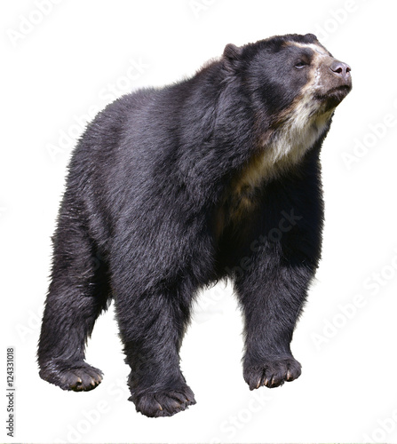 Andean bear (Tremarctos ornatus) standing near pond, also known as the spectacled bear, isolated on white background photo