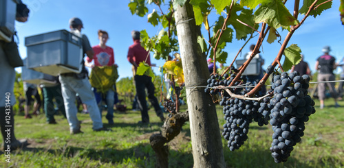 Foto Workers in vineyards, Grape Harvest, Bordeaux, France