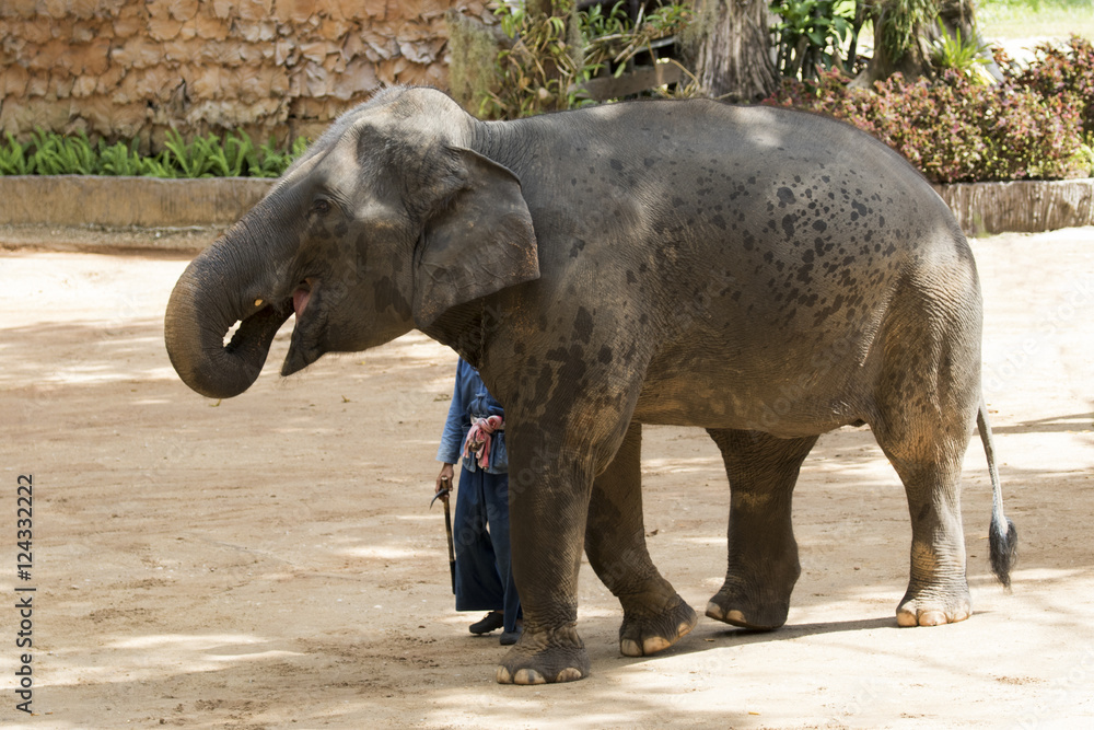 Naklejka premium Image of a elephant and mahout on nature background in thailand.