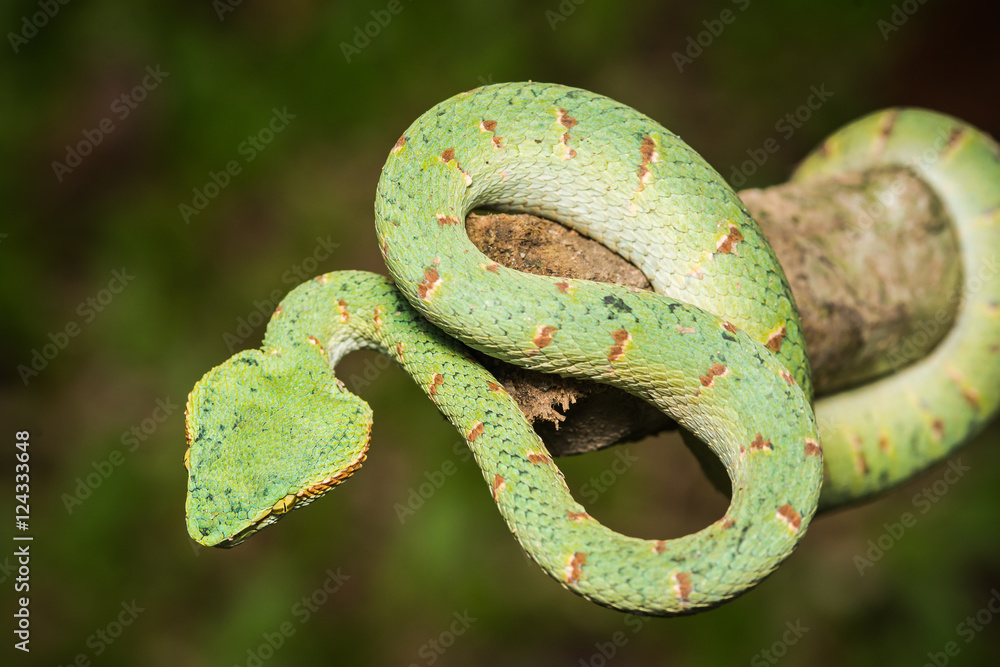 Obraz premium green snake