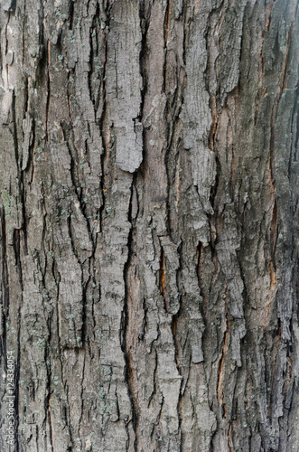 tree bark with cracks and streaks