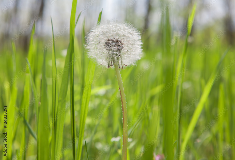 dandelion in grassland