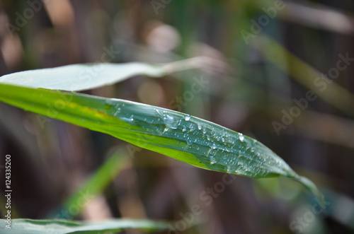 Drops of the dew on a grass