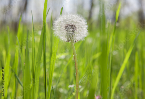 dandelion in grassland