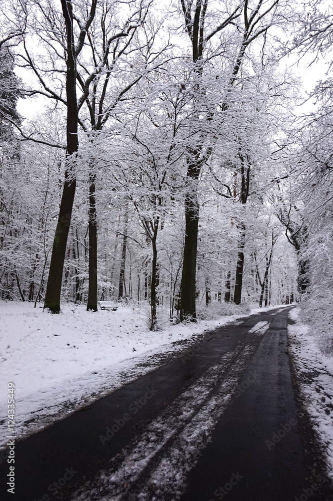 Fototapeta premium Leere Straße durch Winterwald