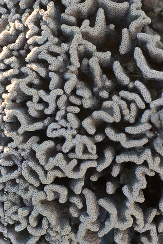 pectiniidae coral photo