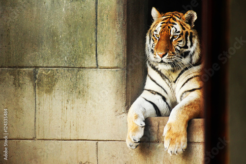 Valokuvatapetti Tiger