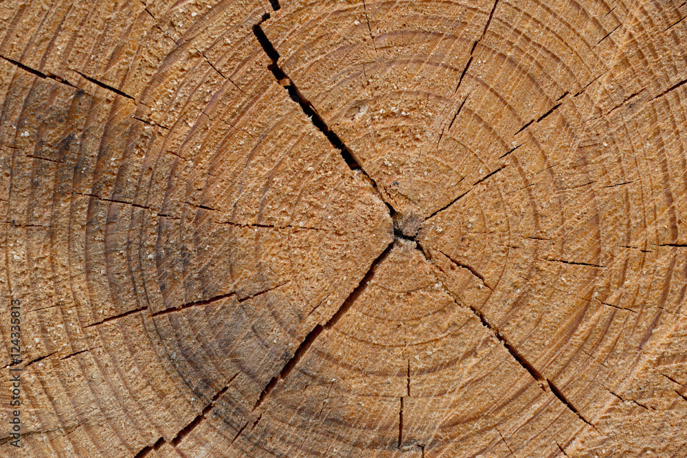 Fototapeta premium Cut tree trunk background. Close up wooden cut texture