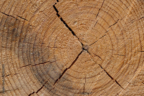 Cut tree trunk background. Close up wooden cut texture