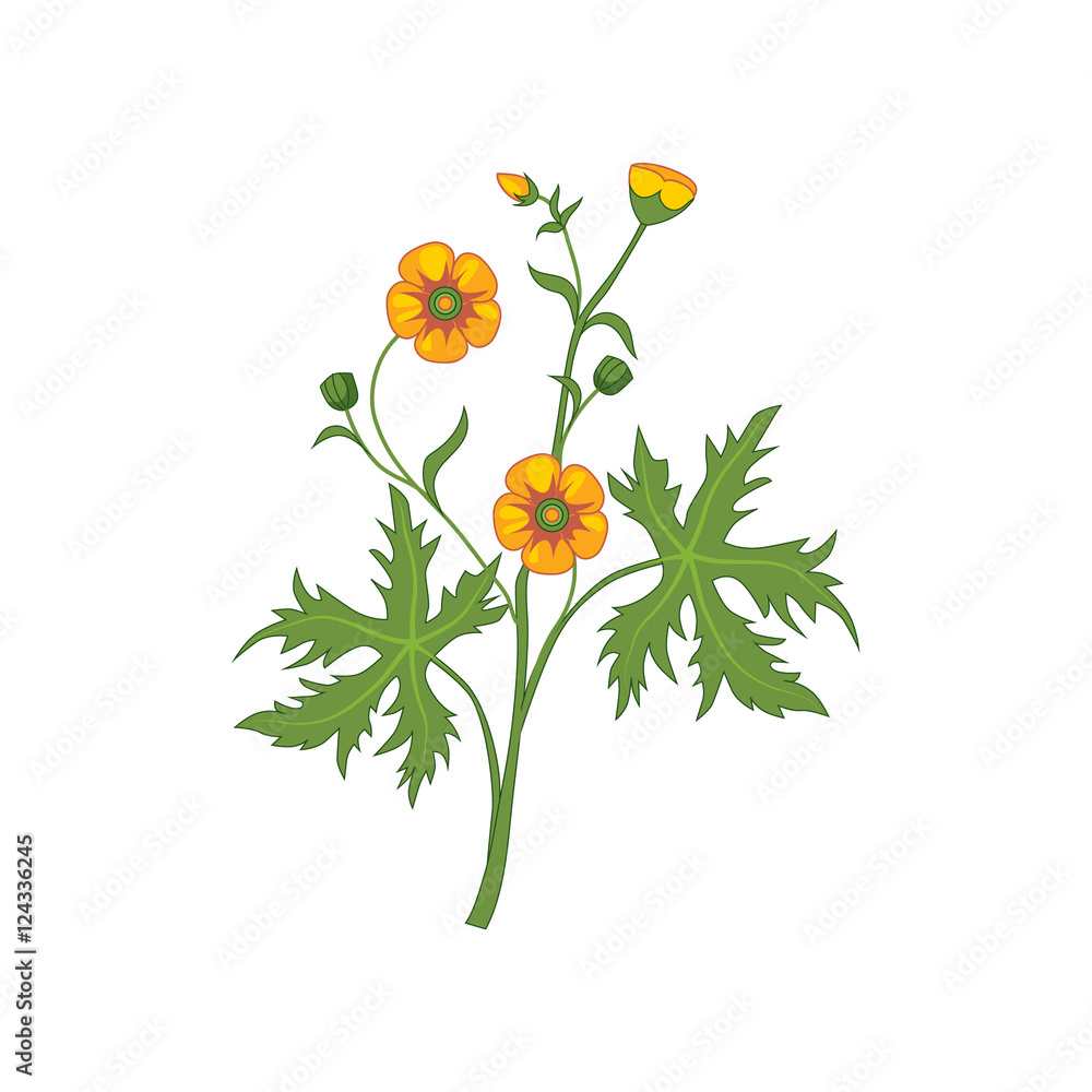Naklejka premium Buttercup Wild Flower Hand Drawn Detailed Illustration