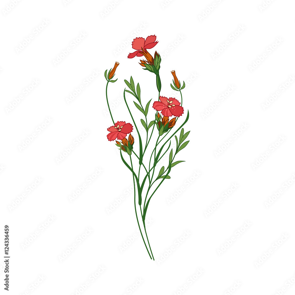 Sweet William Wild Flower Hand Drawn Detailed Illustration