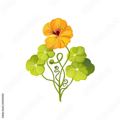 Nasturtium Wild Flower Hand Drawn Detailed Illustration