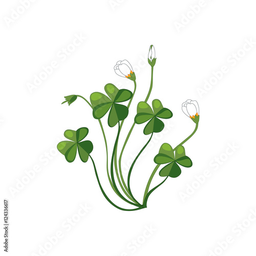 Shamrock Wild Flower Hand Drawn Detailed Illustration