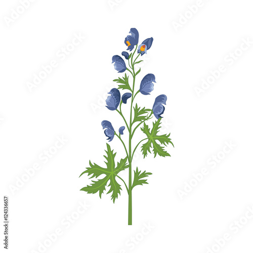 Aconite Wild Flower Hand Drawn Detailed Illustration