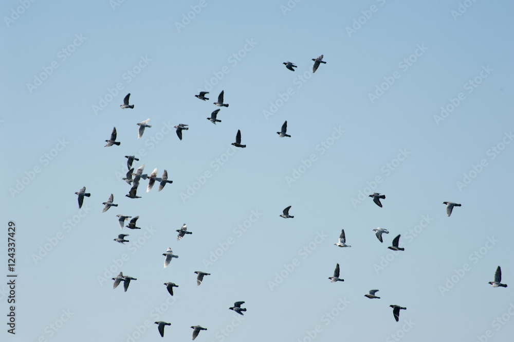 Flock of pigeons in a race