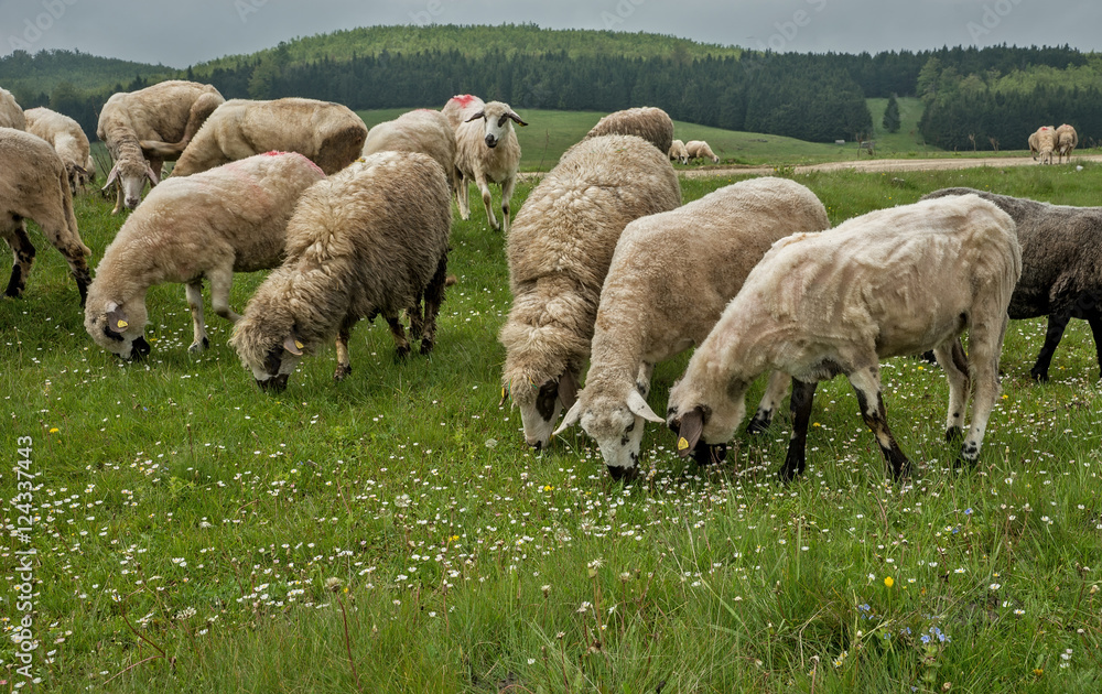Obraz premium Sheep grazing on a meadow