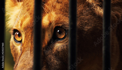 Lioness in captivity