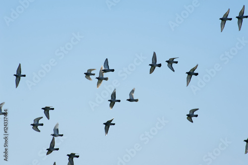Group of birds