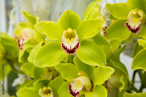Fototapeta Naklejka Na Ścianę i Meble -  Orchid flowers (Orchidáceae). Green Orchid.