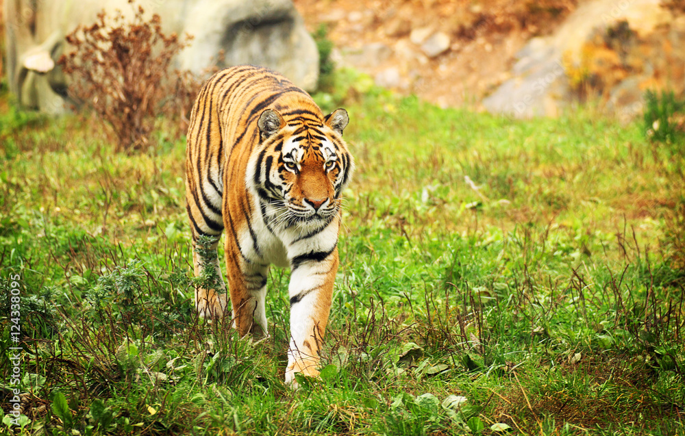 Obraz premium Tiger