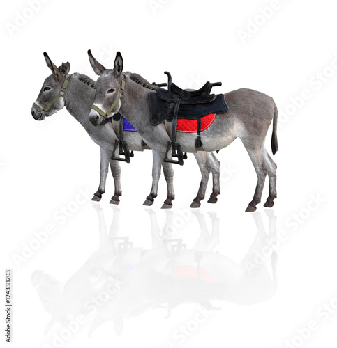two donkey