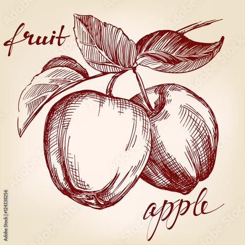 apples on apple tree branch fruit hand drawn vector llustration realistic sketch