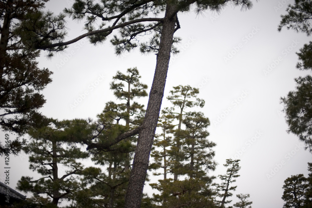 Fototapeta premium manicured pine trees