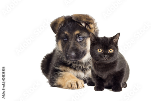 Puppy and kitten looking