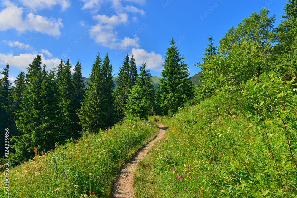 Forest path Forest path