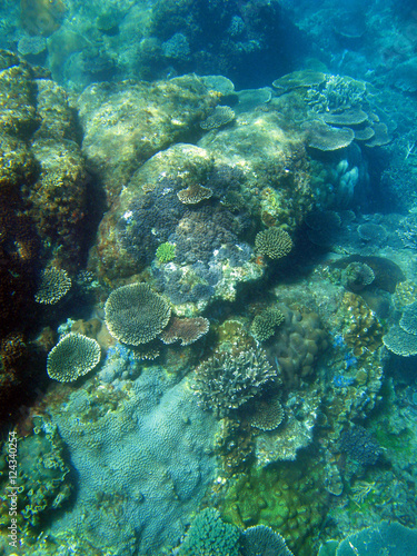 Fototapeta Naklejka Na Ścianę i Meble -  Plate Corals