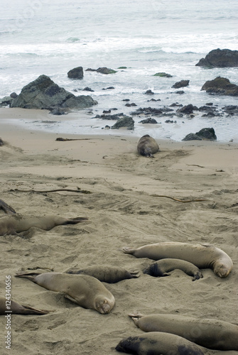 dozing seals on a beach