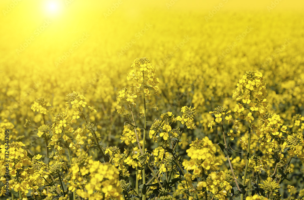 Field of flowers winter cress