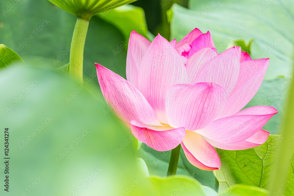 Fototapeta premium The Lotus Flower.Background is the lotus leaf.Foreground is the lotus leaf.