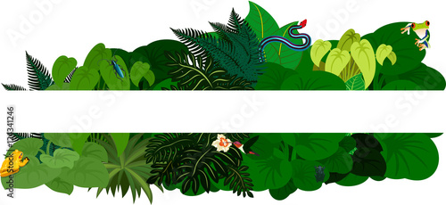 Tropical jungle rainforest foliage. Floral design background - vector illustration