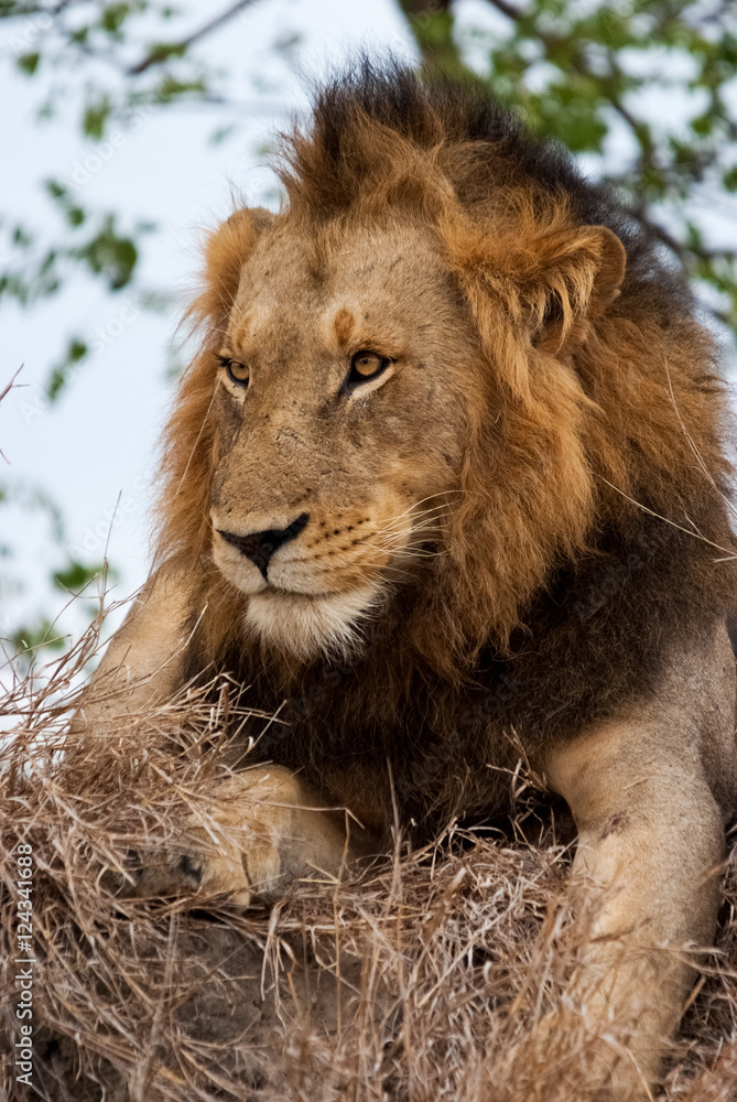 Dark Maned Male Lion, Sabi Sand Game Reserve, South Africa Dark Maned Male Lion, Sabi Sand Game Reserve, South Africa