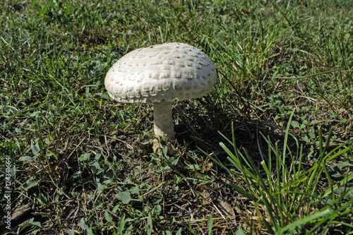 White mushroom  in grass