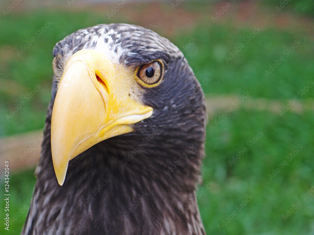 Obraz premium Portrait Steller's sea eagle (Haliaeetus pelagicus)